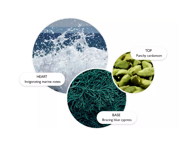 Molton Brown Coastal Cypress & Sea Fennel Aroma Reeds 150ml