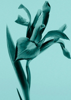 Tiffany & Co. Eau De Parfum Spray 30ml