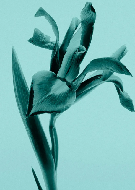 Tiffany & Co. Eau De Parfum Spray 30ml